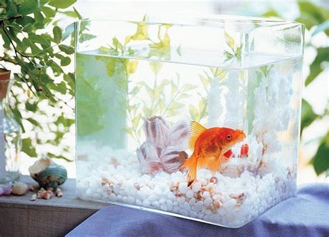 房間養魚 破財|魚缸擺在哪裡才最旺財運？6樣必知的風水宜忌！